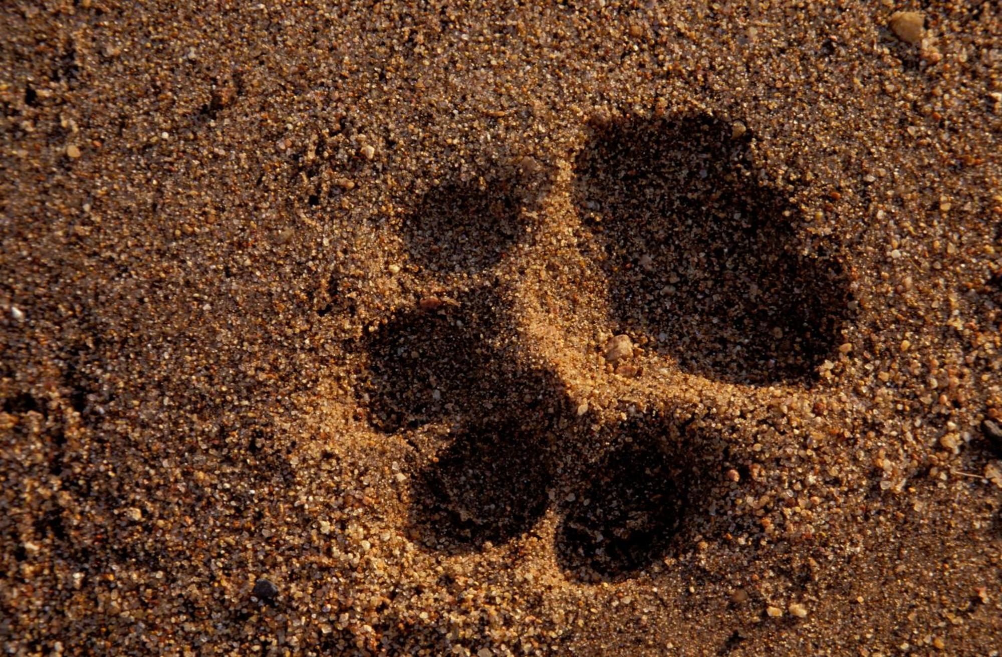 Hotel Rhino Walking Safaris Skukuza Zewnętrze zdjęcie