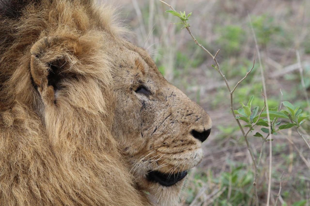 Hotel Rhino Walking Safaris Skukuza Zewnętrze zdjęcie