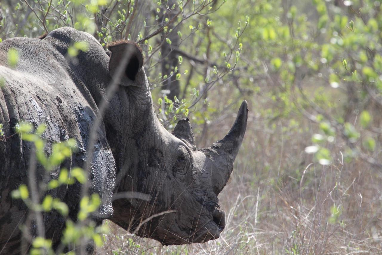 Hotel Rhino Walking Safaris Skukuza Zewnętrze zdjęcie
